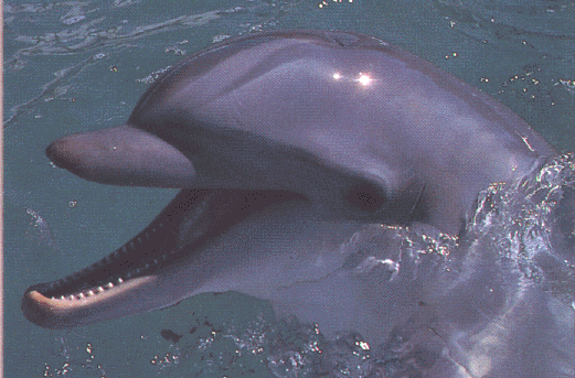 flipper profile.gif (207639 bytes)