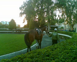 The Nicosia Racecourse is a lovely place to spend a day in Cyprus - the paddocks